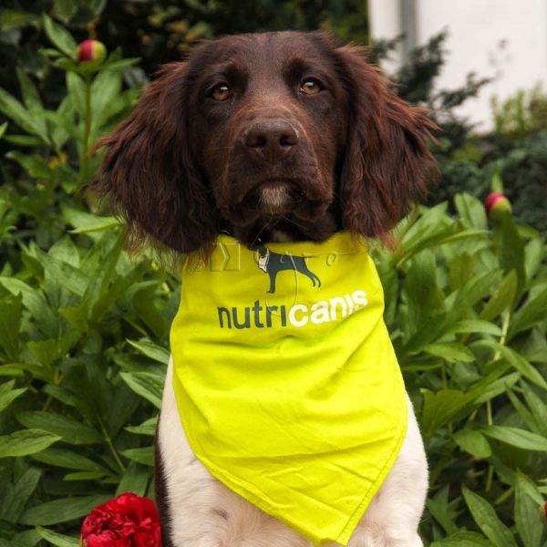 Dog bandana custom-made